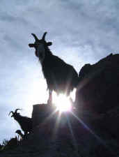 goats2.jpg (29951 bytes)