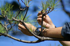 Pruning Japanese Pine